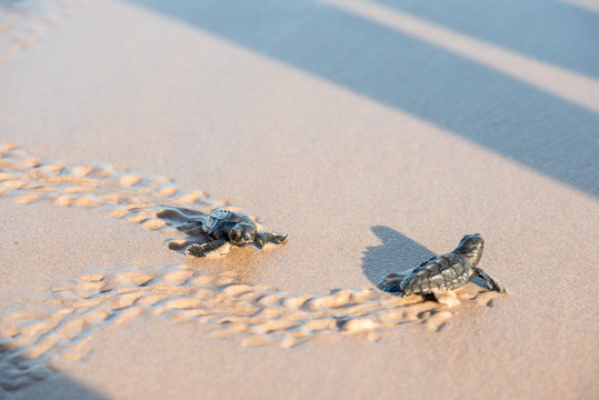 Two sea turtle hatchlings at the beach