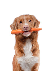 The Nova Scotia Retriever holds a carrot in his teeth. Healthy food for dogs. food for pets.