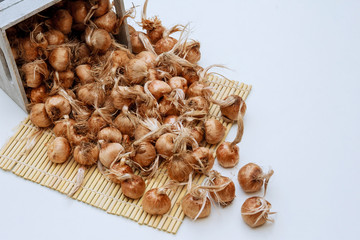 Saffron bulb isolated on a white background.