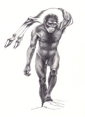 Obraz na płótnie Canvas Homo erectus
