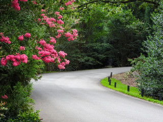 road in the garden