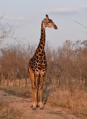 Giraffe