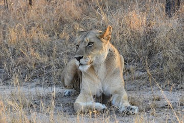 Lions