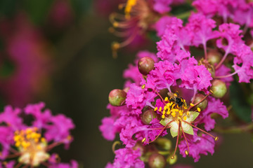 Insect black Bee Collecting Pollen on flower  of lagerstroemia indica Tree