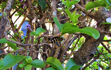 lagarta,natureza,arvore,inseto,marrom,madeira