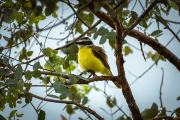 Plump yellow bird