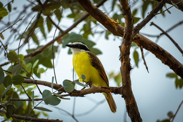 Slim yellow bird on a branch
