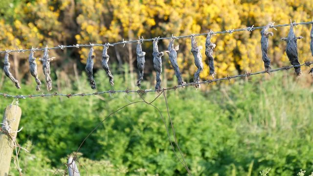 Row of dead animals, moles hanging on the barbed wire on fence dried in the wind.