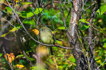 Yellow Bird, Wildlife Photography, Hiking In The Forest, Bird Perched In Tree