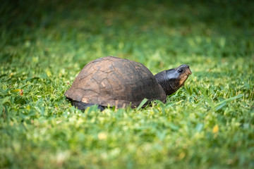 Backside of a turtle in a garden