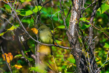 Yellow Bird, Wildlife Photography, Hiking In The Forest, Bird Perched In Tree