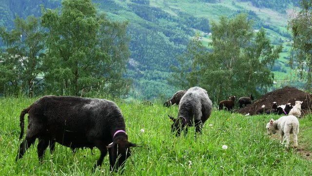 Black ewe shakes her head making bell ring loudly and scaring a nearby lamb as other sheep are grazing and lambs are playing in a green pasture in Norway. Audio included.