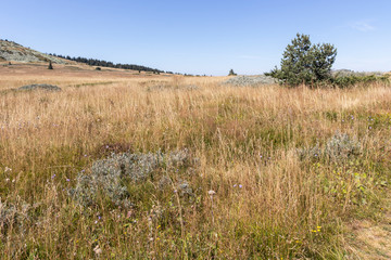 Obraz premium Autumn view of Vitosha Mountain, Bulgaria