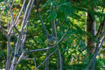 Yellow Bird, Wildlife Photography, Hiking In The Forest, Bird Perched In Tree