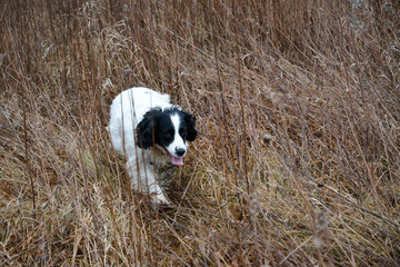 Hunting Springer Spaniels