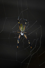 Golden silk spider on its web 