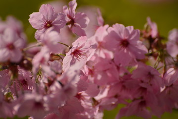 桜