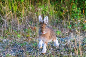 Alaska Wildlife Photography, Denali National Park, Wild Rabbit