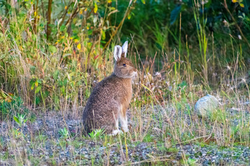 Alaska Wildlife Photography, Denali National Park, Wild Rabbit