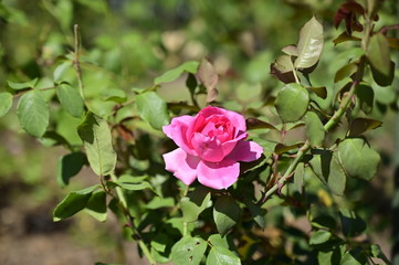 Pink Flowers