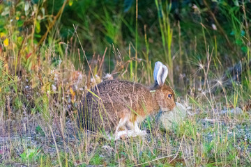 Alaska Wildlife Photography, Denali National Park, Wild Rabbit