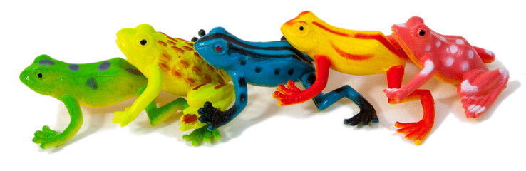 Colorful and exceptionally cute exotic rainforest inspired frogs.