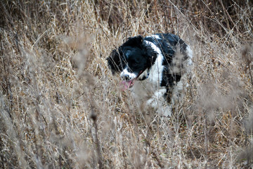 Hunting Springer Spaniels
