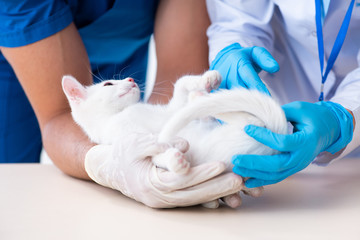 Two young vet doctors examining sick cat