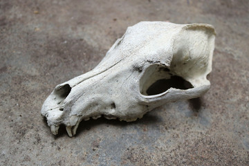 real skull of a dog or a wolf, bone head part of a skeleton with a rough background - dark wallpaper picture