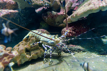 Beautiful Spiny lobster in the coral reef.