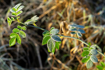 The first frost. Hoarfrost on the leaves.