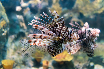 Luna lionfish swimming in the tropical sea.