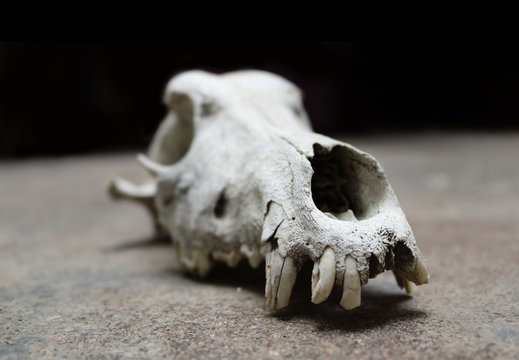 real skull of a dog or wolf with few teeth and tusks, head part of a skeleton with a rough dark background - wallpaper picture