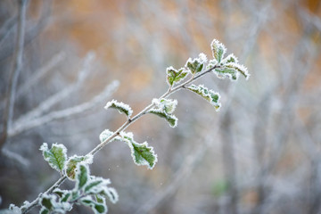 The first frost. Hoarfrost on the leaves.