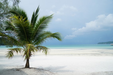 Naklejka na ściany i meble palm tree on the beach