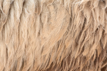 Fleece white,Close up of fleece, exture background.