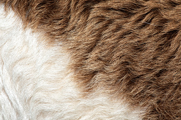 Fleece white and brown,Close up of fleece, exture background.