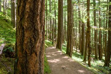Focus on Pine Tree in Pacific Northwest Forest