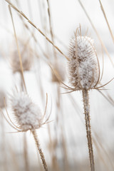 Snowy Plants, Snowflakes On Wheat & Grasses In Wintertime, Colorado Snowfall On Prairie Plants 