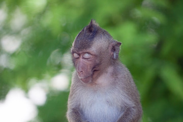 可愛いサル