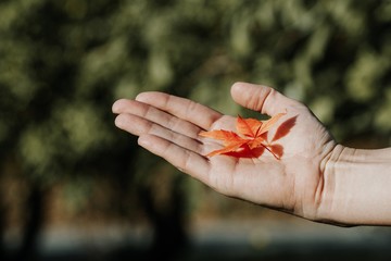 hands with autumn leaf