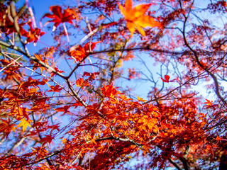 【静岡県伊豆】修善寺もみじ林【秋】