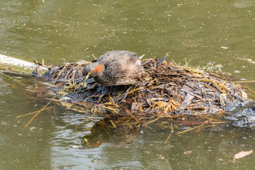 Australasian Grebe in breeding plumage on a nest