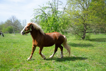 Fototapeta premium horse in the field
