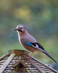 Eurasian jay (Garrulus glandarius) at bird feeder in winter, Bavaria, Germany