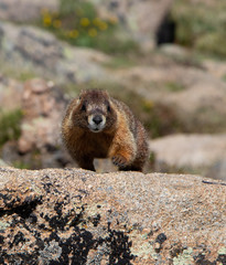 Ground hog saying hi