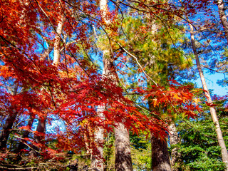 【静岡県伊豆】修善寺もみじ林【秋】