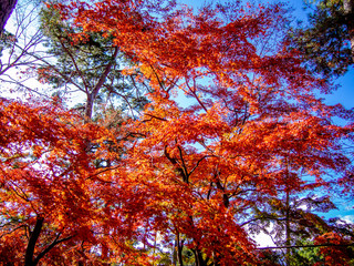 【静岡県伊豆】修善寺もみじ林【秋】
