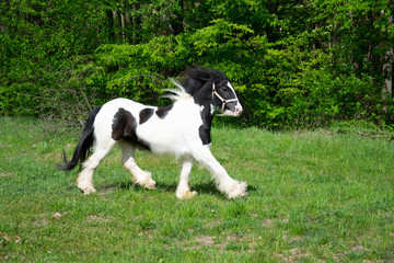 Fototapeta premium black white pony running