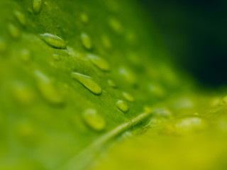 water drops on green leaf